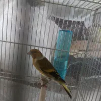 سهره قناری جوان