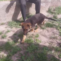 ژرمن شپرد اصیل.