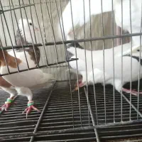 تعداد8جفت طوقی نروماده به شرط. تخم جوجه