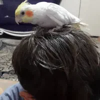 گمشده