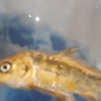 ماهی کوی نسبتا درشت