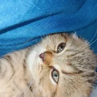 تخفیف ویژه برای واگذاری گربه اسکاتیش|گربه|لنگرود, |دیوار