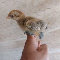 جوجه برهما