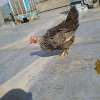 1عدد مرغ و 2عدد خروس