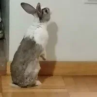 خرگوش|موش و خرگوش|تهران, دریا|دیوار