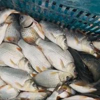 بچه ماهی آمور وکپور|ماهی|قصرشیرین, |دیوار