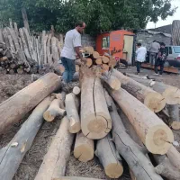 خریدار چوب  کفبری درخت خشک حرس