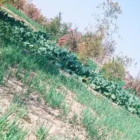 شلغم شیرین ،وجارومحلی