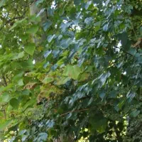 سم زدایی و ترک انواع مخدر سنتی و صنعتی