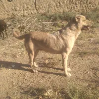 واگذاریه سگ ماده