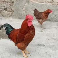 مرغ و خروس محلی