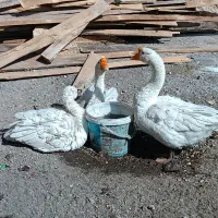 قوغاز چینی|پرنده|قزوین, |دیوار