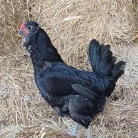 مرغ‌ گلین خالص فول کیفیت