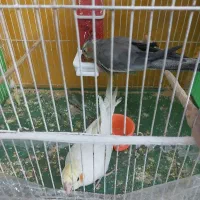 عروس هلندی