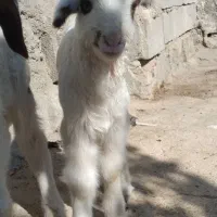 بره نر ماده سنجابی اصیل در میراباد|حیوانات مزرعه|جوانرود, |دیوار