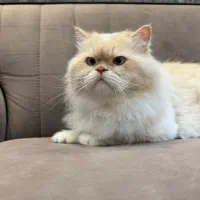 پرشین لانگ هیر رد پوینت رگدال فلت