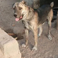 واگذاری سگ افغان