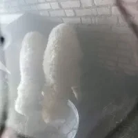 بروایه