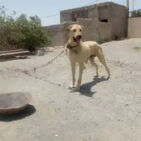 سگ پژدر