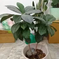 گل های برگ عبایی شفلرا پدیلانتوس و کروتون|گل و گیاه طبیعی|تهران, مینی‌سیتی (شهرک نفت)|دیوار
