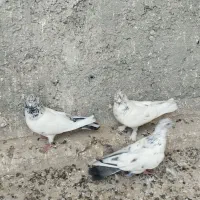 کبوتر|پرنده|معصومیه, |دیوار
