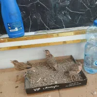 سهره خاکی جوجه