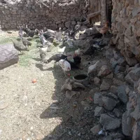 فروش تعدادی بوقلمون و مرغ