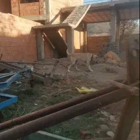 سگ الابای  2ساله