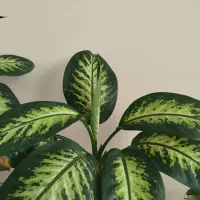 گل دیفن|گل و گیاه طبیعی|قدس, شهرقدس|دیوار