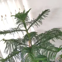 کاج مطبق|گل و گیاه طبیعی|اصفهان, کوجان|دیوار