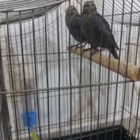 جوجه مینا ۴۰ روزه