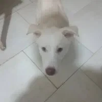 هاسکی|سگ|گرگان, |دیوار