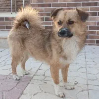 سگ نر