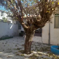 خونه ویلایی تجاری مسکونی بهترین لوکیشن روستایی|فروش خانه و ویلا|آزادشهر, |دیوار