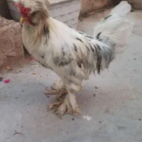 خروس و مرغ لهستانی