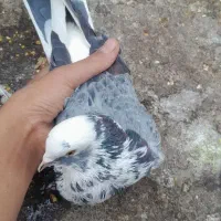 کفتر نر