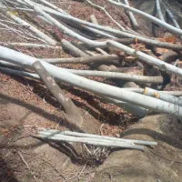 خرید و فروش انواع چوب های صنعتی و جنگلی|خدمات باغبانی و درختکاری|هشتگرد, تهران دشت|دیوار