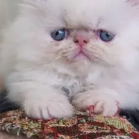 گربه پرشین سوپرفلت چشم آبی ۲ ماهه|گربه|کرمانشاه, |دیوار