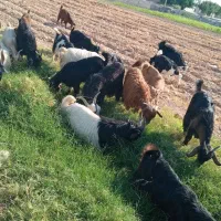 فروش بره و چپش کشتار و زنده همیشه هست