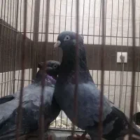 کبوتر سبز چشم نوک