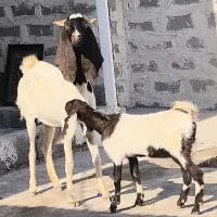 بز پاکستانی کهره دار