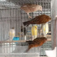 فروش تعداد قناری