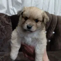 واگذاری سگ|سگ|شیراز, سینما سعدی|دیوار