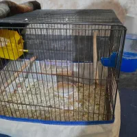 جفت فنج وقفس