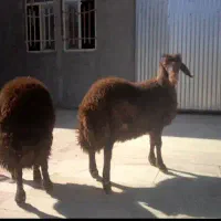 بره قوچ قزل افشار
