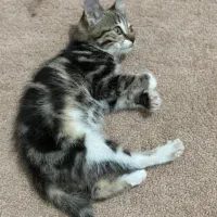 واگذاری گربه|گربه|شهریار, شهریار|دیوار