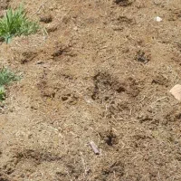 کود حیوانی (گوسفندی) چند ساله،درجه یک