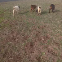 باسلام‌چهارعددکعور