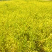 برنج  کیسه ای با کیفیت هندی