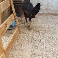 دوتک لری گلین عشایری